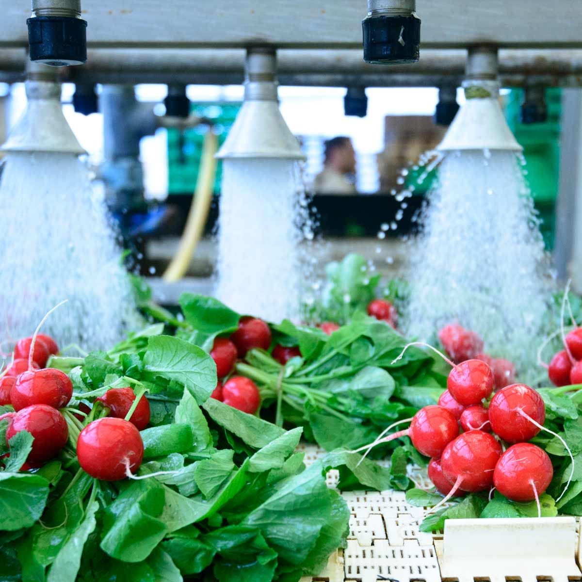 veggies getting washed