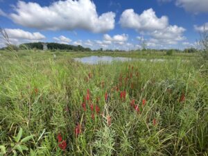 Tall prairie grass with red flowers under a blue sky with fluffy white clouds.