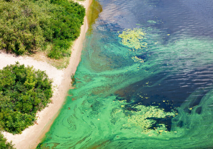 Body of water along a shore with lots of trees. A large green algal bloom can be seen in the water.
