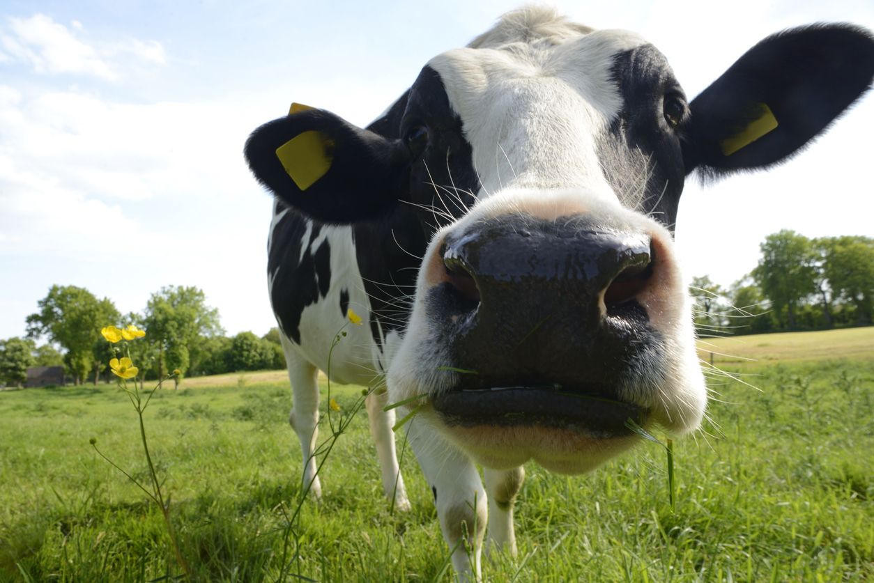 Holstein cow looking into camera lens